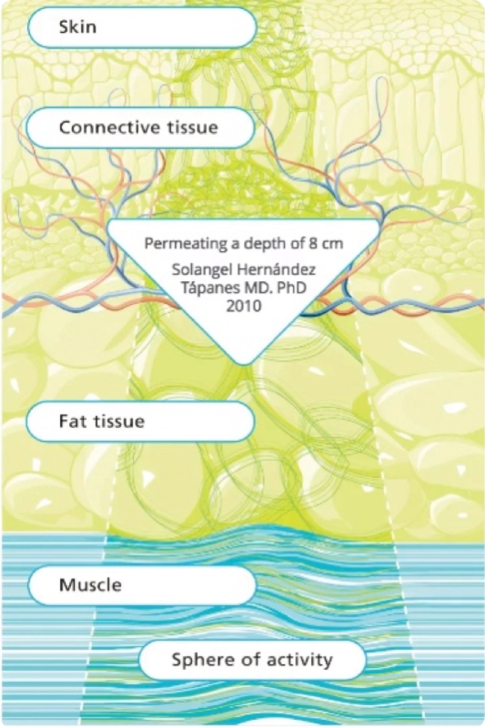 A diagram showing layers of human tissue from top to bottom: skin, connective tissue, fat tissue, muscle. In the center, a note reads "Permeating a depth of 8 cm" attributed to Solangel Hernández Tápanez MD, PhD, 2010. At the bottom is "Sphere of activity.