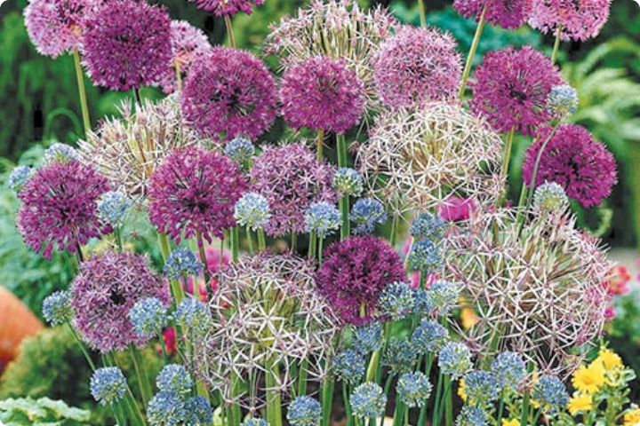 Bunch of flowers growing in a garden, with large round heads in pinks and blues