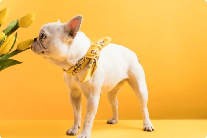 A yellow background with a small pug dog with a yellow bandana sniffing a yellow tulip