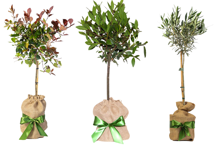 Three trees, one is a bay, one olive and third unknown. The bases are wrapped in sacks with green ribbon around them