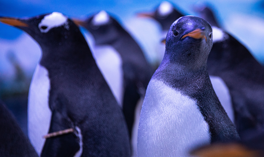 A group of penguins