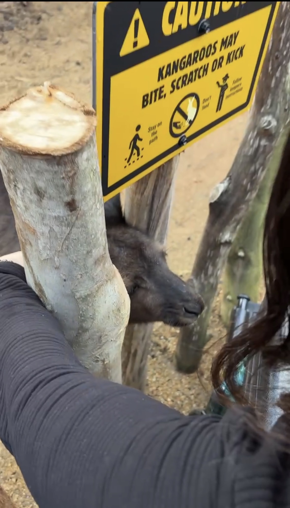 Close-up of a kangaroo at Taronga Zoo during an accessible wildlife experience in Sydney, suitable for disabled travellers and people with long term health conditions.